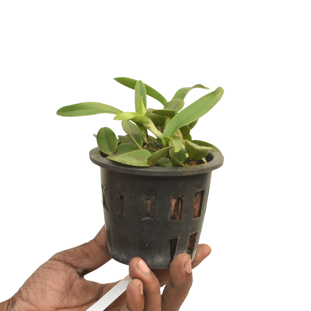 Schomburgkia thomsoniana Semi Alba orchid plant with robust pseudobulbs, healthy foliage, and vigorous tropical growth suitable for orchid houses, mounted orchid displays, greenhouse collections, and customers searching for rare live orchid plants online in India.