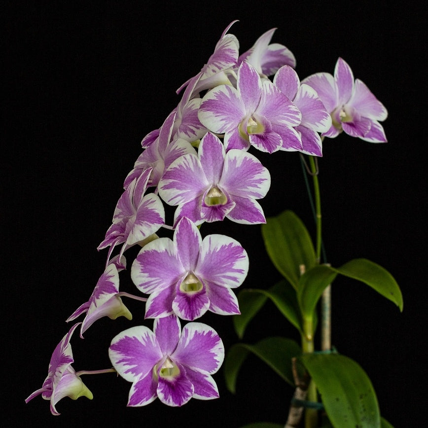 Dendrobium Pink Natacha