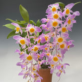 Elegant Dendrobium Amabile Orchid - Stunning Blooms in Shades of Pink yellow and White