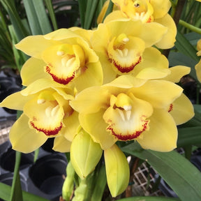 The Cymbidium Lovely Moon 'Crescent Orchid' is a captivating and exquisite flowering plant that will add beauty and elegance to any space.