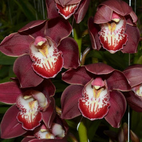Introduce the captivating Cymbidium Valley Vampire 'Blood' Orchid, a botanical treasure that exudes mystery and intrigue. 