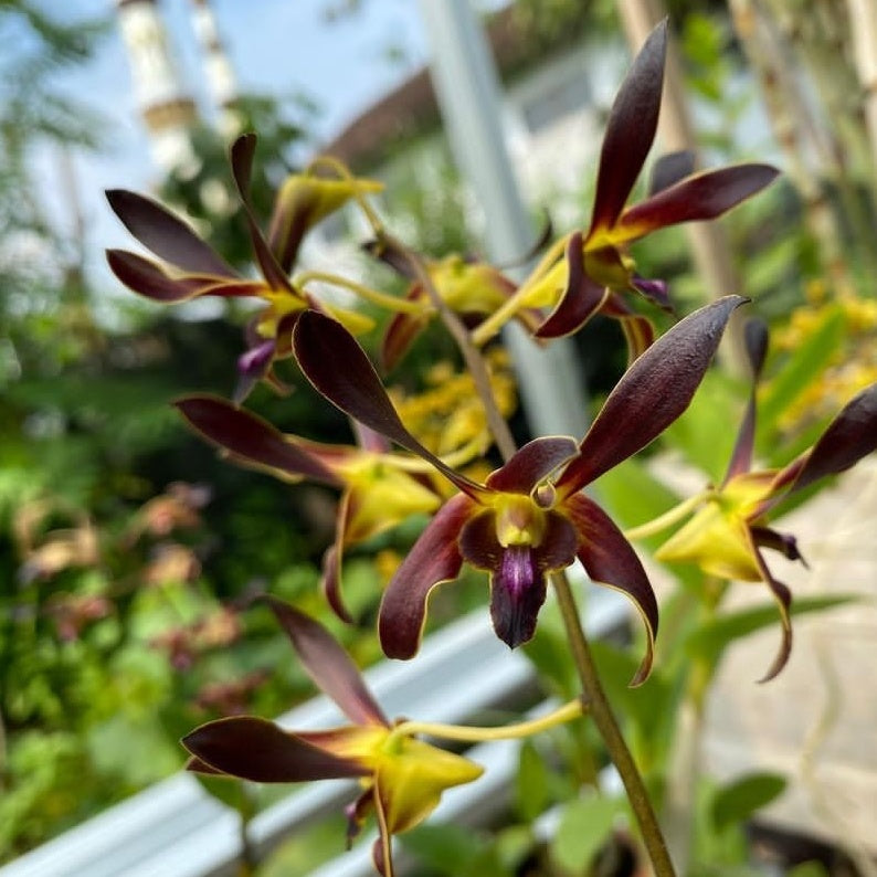 Dendrobium Black Spider Gouldii