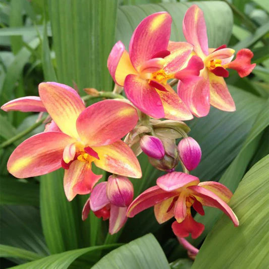 Spathoglottis Big Orange Fancy