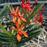 Renanthera  phillippinensis x Neofinettia falcata
