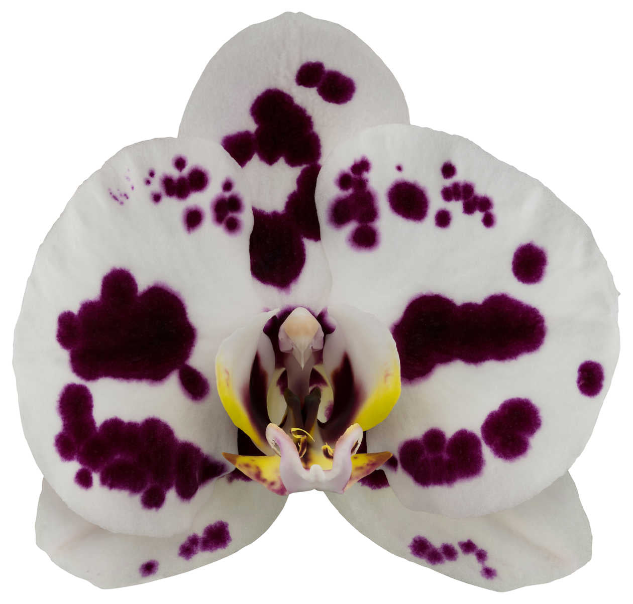 Phalaenopsis Spilled Ink