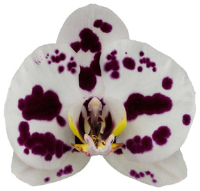 Phalaenopsis Spilled Ink