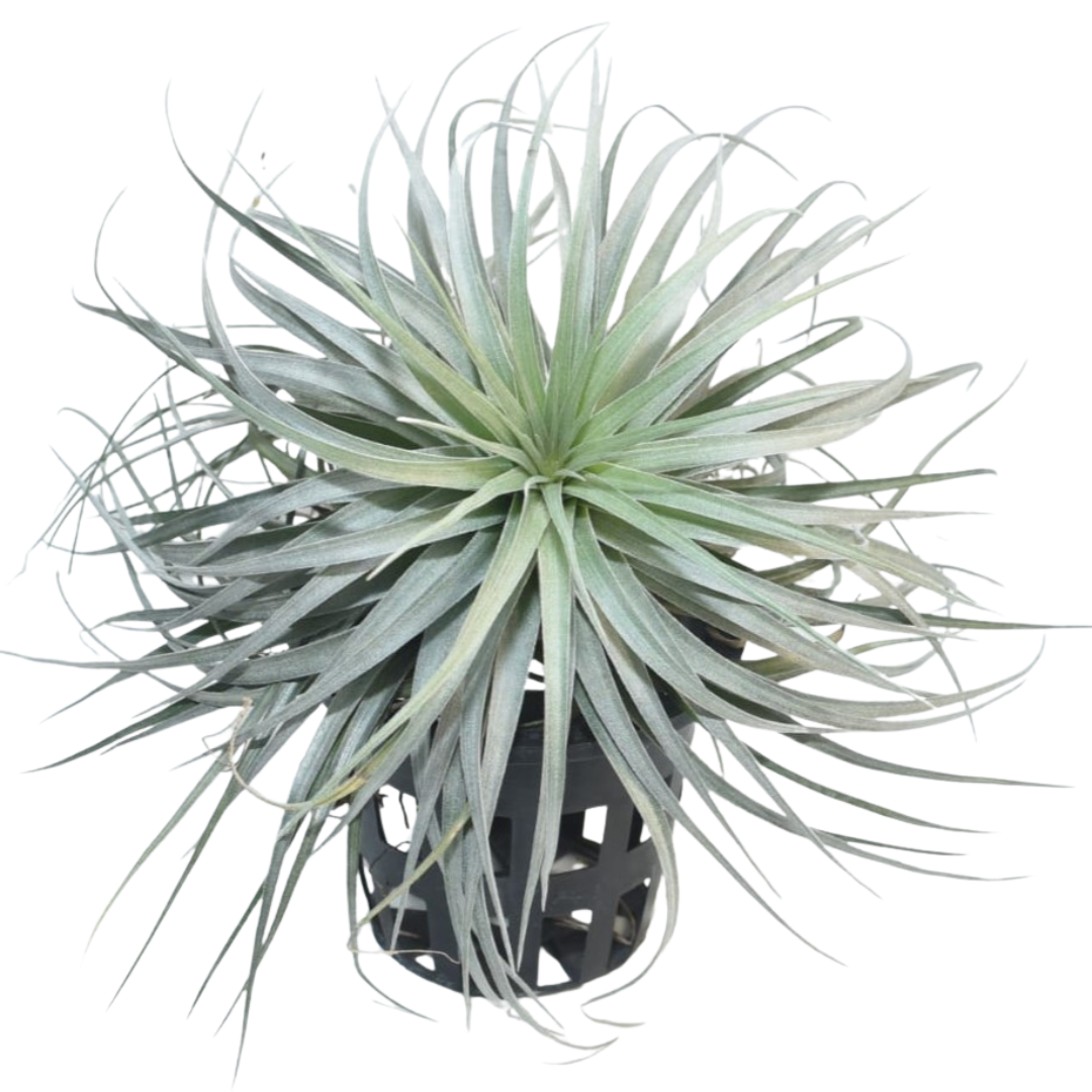 Tillandsia Stricta