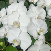 Phalaenopsis Large White Orchid Flower - Elegant and Fragrant Blossom in Pure White