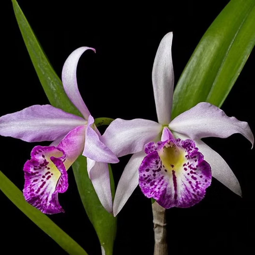 Brassocatanthe Taiwan Big lip