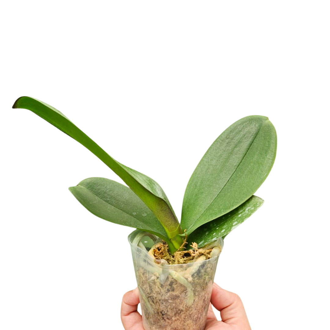 Phalaenopsis Lianher Lucky Cat