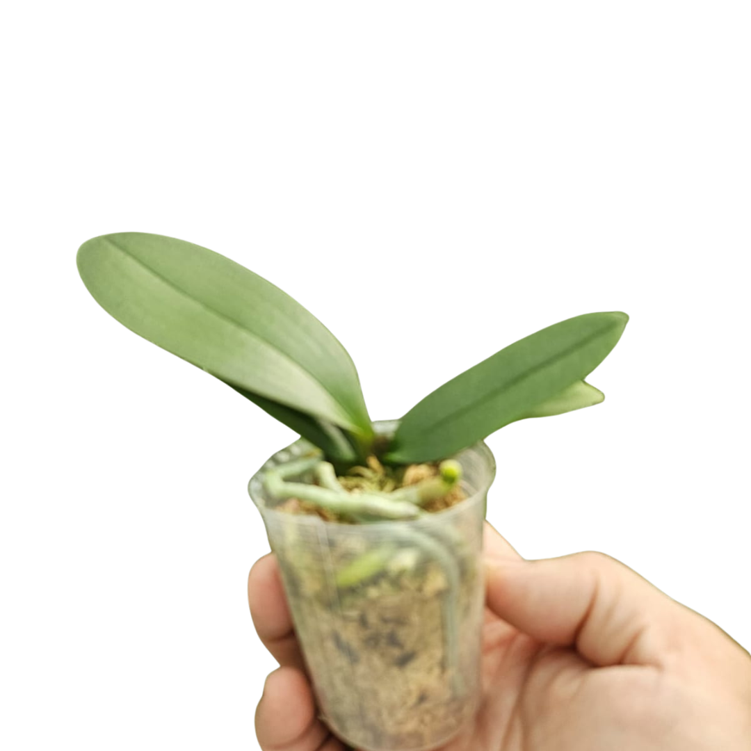 Phalaenopsis Younghome Golden