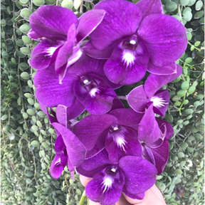 Dendrobium Thailand 'Mutation BOLD