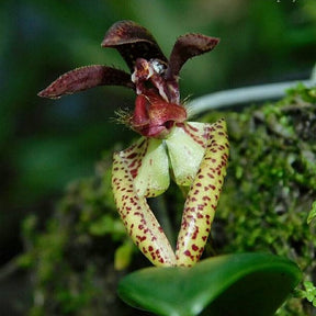 Exquisite Bulbophyllum lasiochilum Black Orchid - Rare Orchid Species for Home Garden