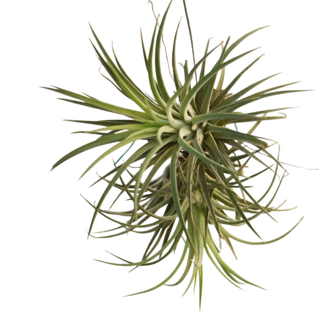 Healthy Tillandsia Ionantha Yellow clump air plant featuring multiple connected rosettes, silvery yellow green leaves, compact clustered growth habit, and premium tropical Tillandsia appearance ideal for hanging displays, driftwood mounting, wall decor, and modern indoor gardening in India. Easy care exotic air plant suitable for beginners and rare plant collectors.