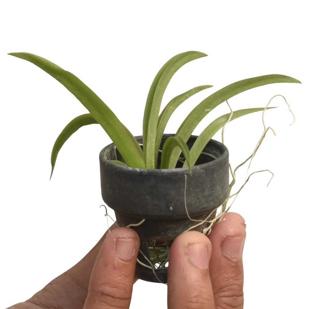 Tolumnia Jairak Firm Lion miniature orchid plant with compact fan shaped leaves and flowering spikes, rare indoor orchid suitable for small spaces, balcony gardens and Indian tropical climate