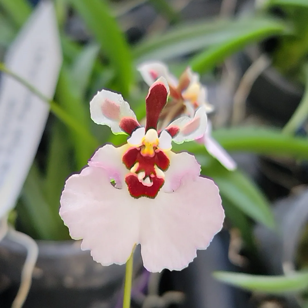 Tolumnia Jairak Flyer 'Pastel Pink' orchid flowers with delicate pastel pink blooms on elegant branching spikes, a beautiful miniature orchid hybrid.