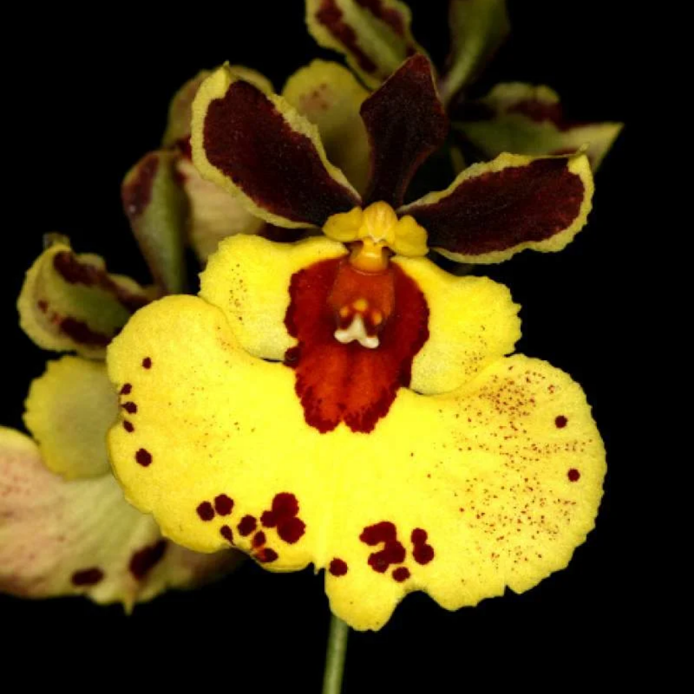 Tolumnia Jairak Rainbow Yellow x Gold Mine miniature orchid flower with bright yellow lip, burgundy brown petals and ruby red center markings, colourful exotic dancing lady orchid bloom India