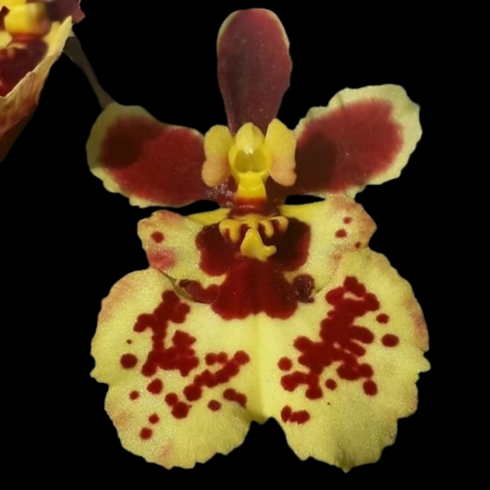 Tolumnia Yellow Brown orchid flower with creamy yellow petals, chocolate brown splashes and burgundy spotted markings, rare miniature tropical orchid bloom India
