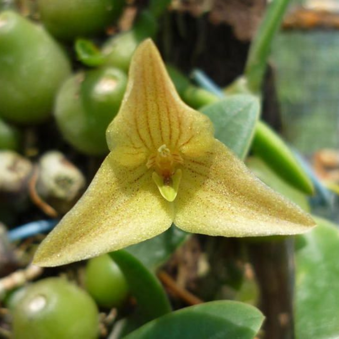 "Close-up of a mini-miniature epiphytic orchid, Trias oblonga. The plant has compact, angular green pseudobulbs, each topped with a single oblong leaf. A short, single-flowered inflorescence holds a waxy, triangle-shaped pale orange bloom tightly against the base of the plant."