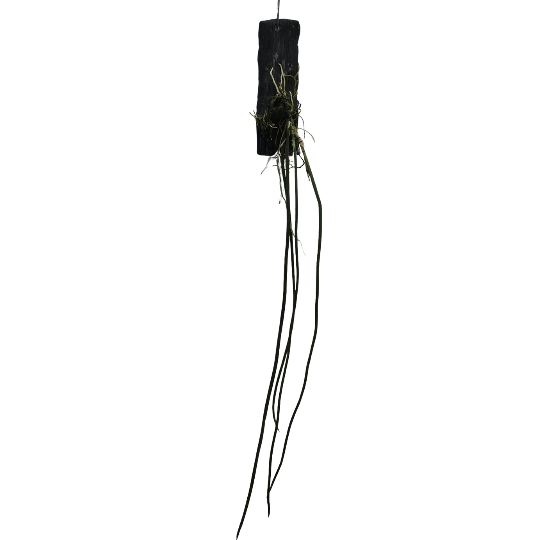  Mature blooming-size Trichocentrum stacyi orchid mounted naturally on a wooden slab, featuring its signature long, cascading, cylindrical rat-tail terete leaves.