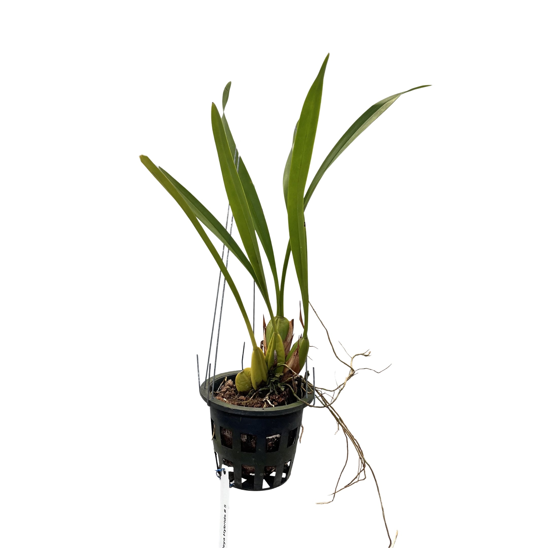 Trigonidium egertonianum live orchid plant with healthy green leaves in pot, unusual orchid variety for indoor gardening, balcony plants, and rare orchid collection in India.
