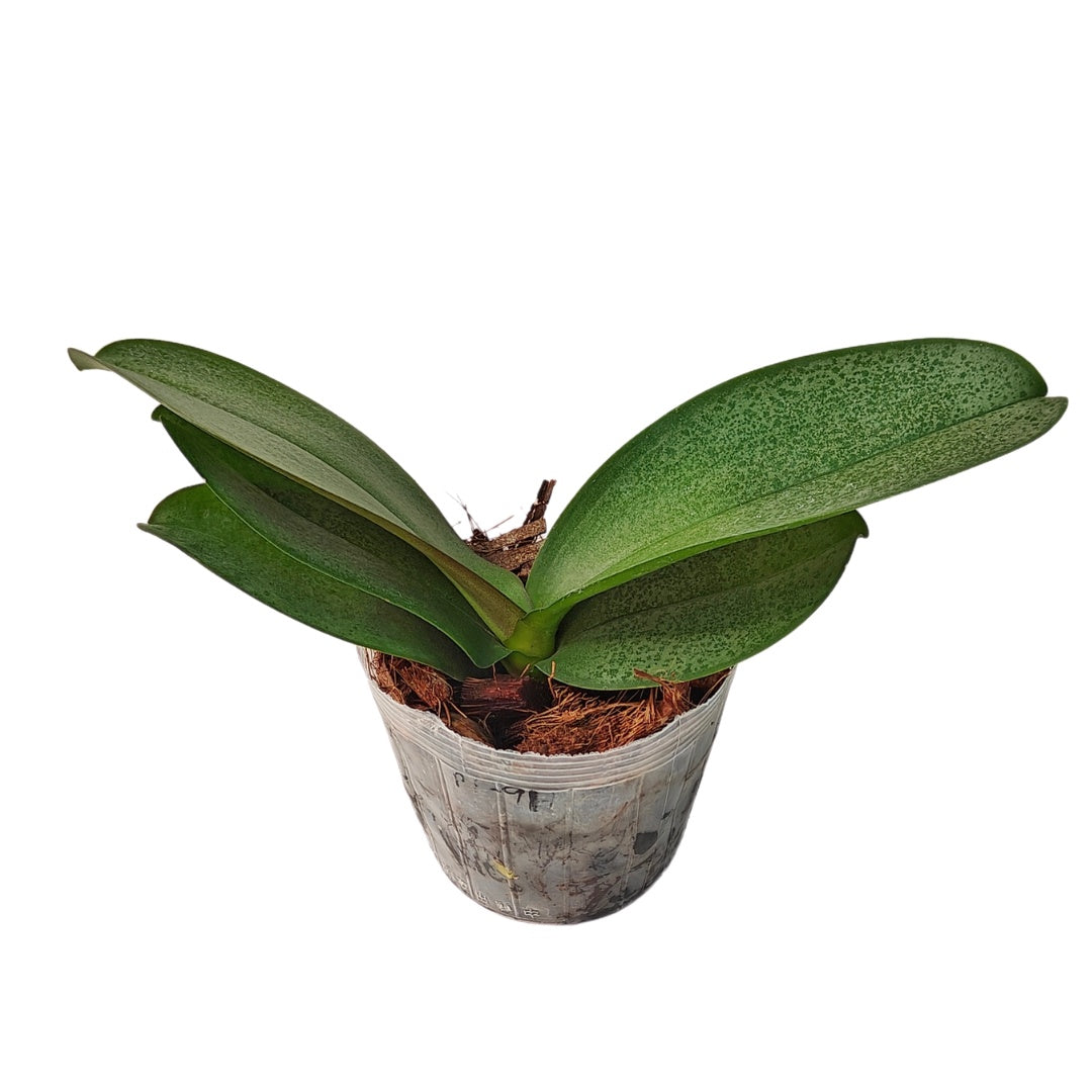 Phalaenopsis Amaglad
