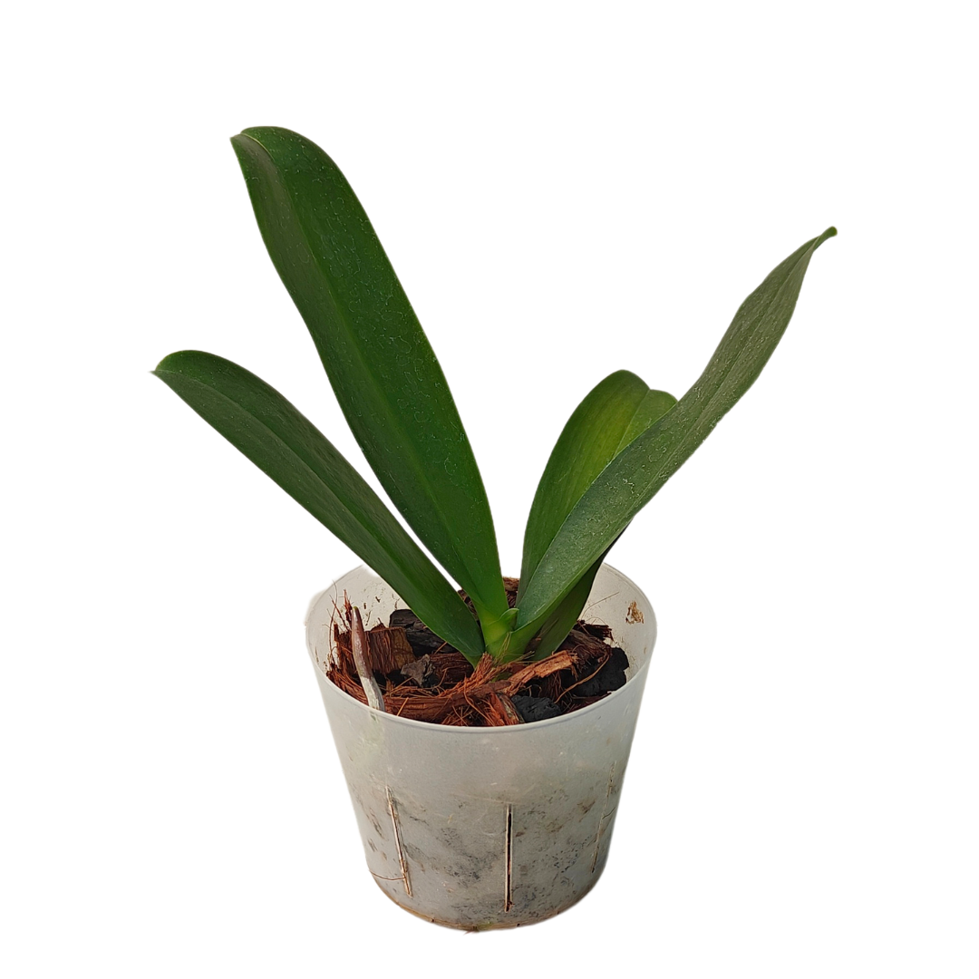 Phalaenopsis Grazia