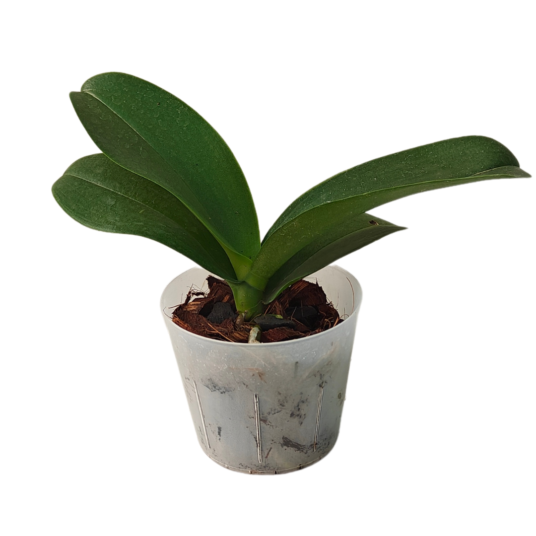 Phalaenopsis Serena