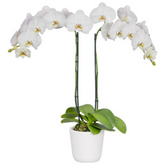 Phalaenopsis Serena