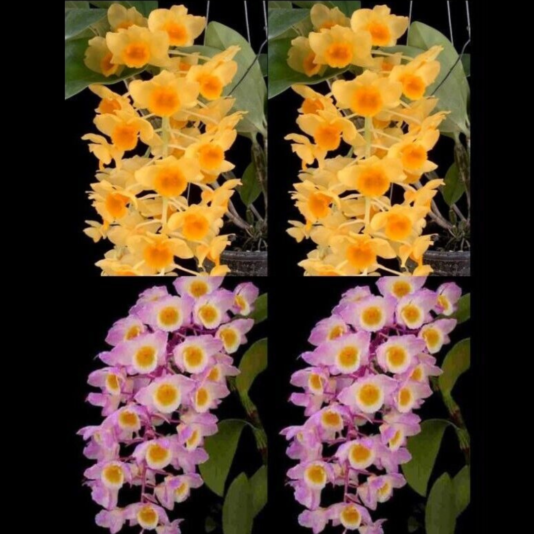 Dendrobium guiberti X Den. amabile
