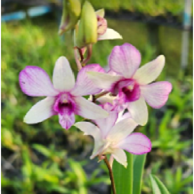 Dendrobium Karen x Kingianum