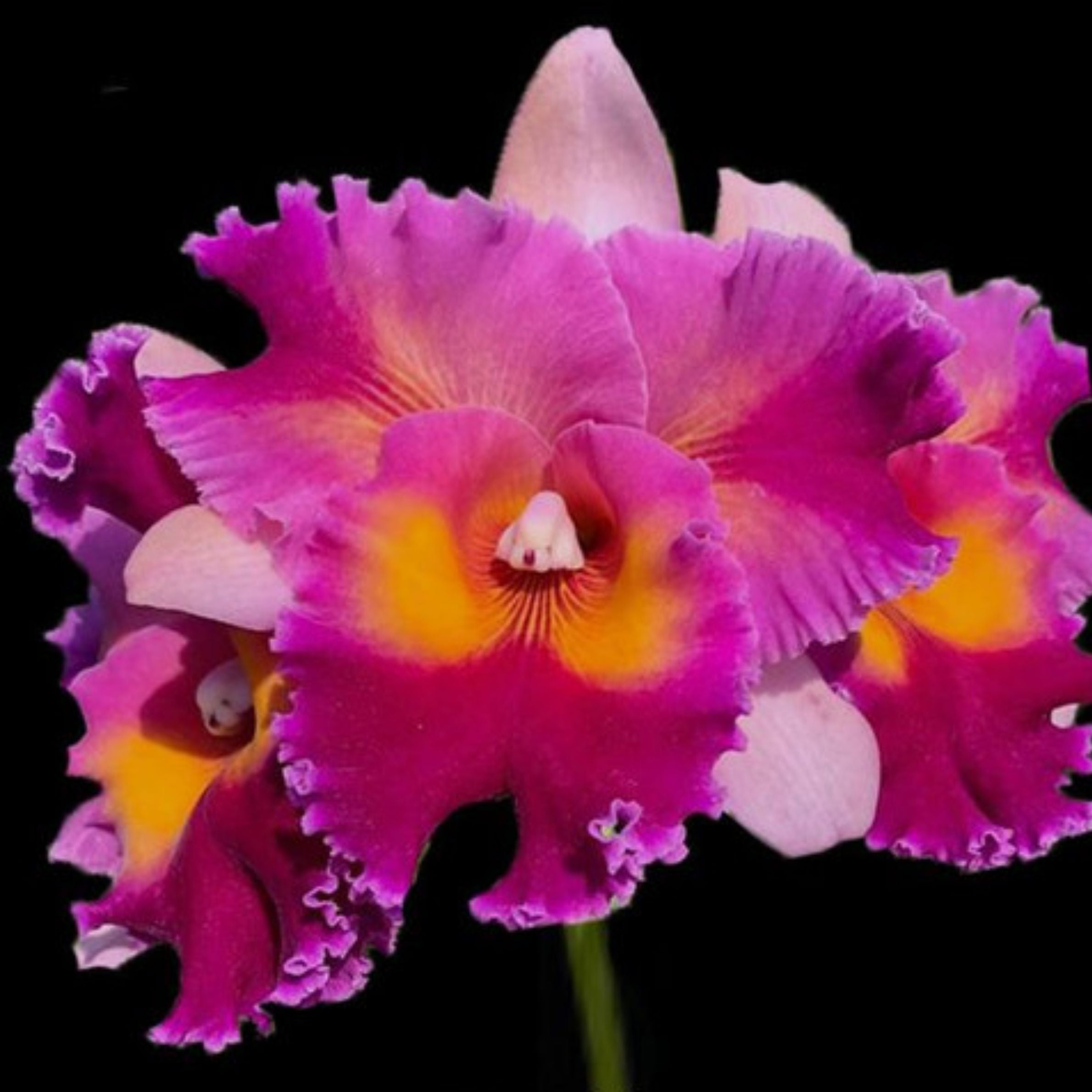 Laeliocattleya Color Guard "Magic Color"