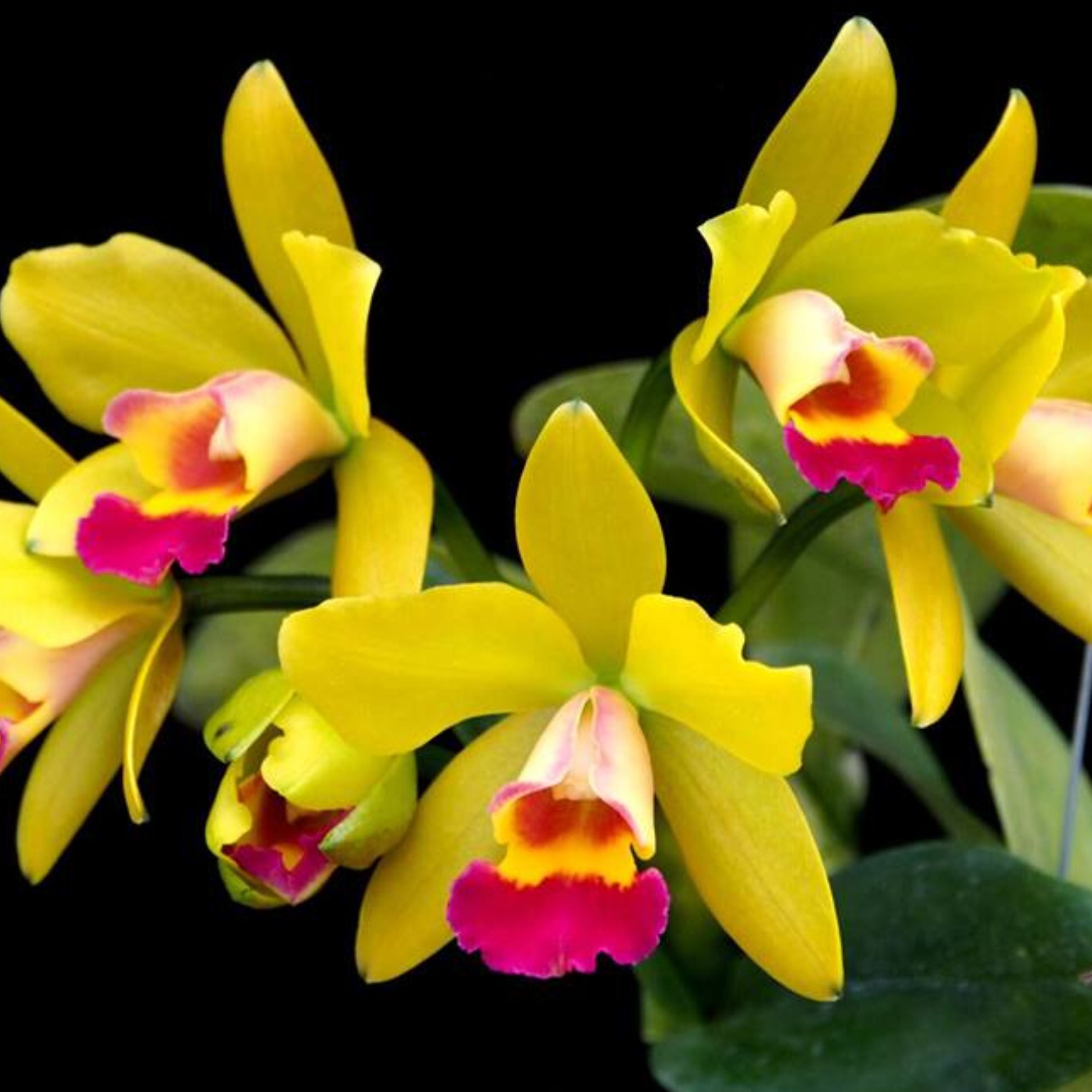 Cattleya Jirra Star