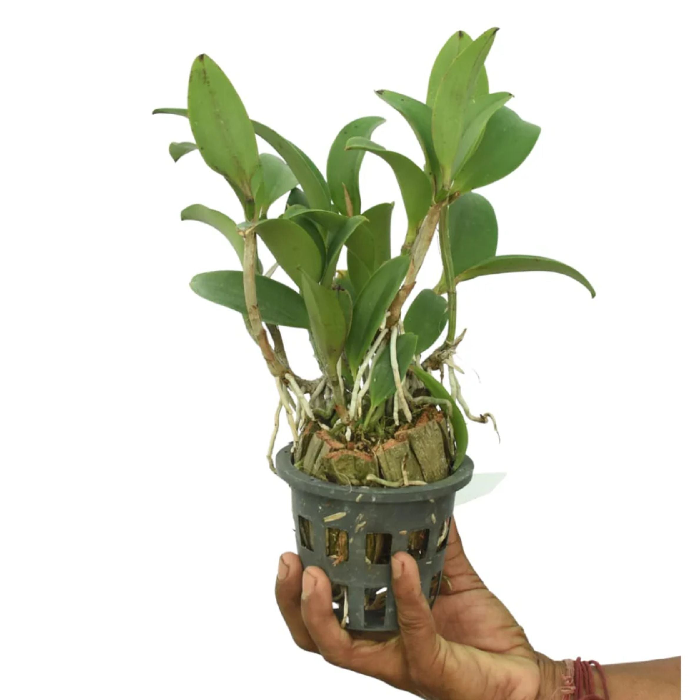 Rhyncattleanthe Hsinying Orange Nugget