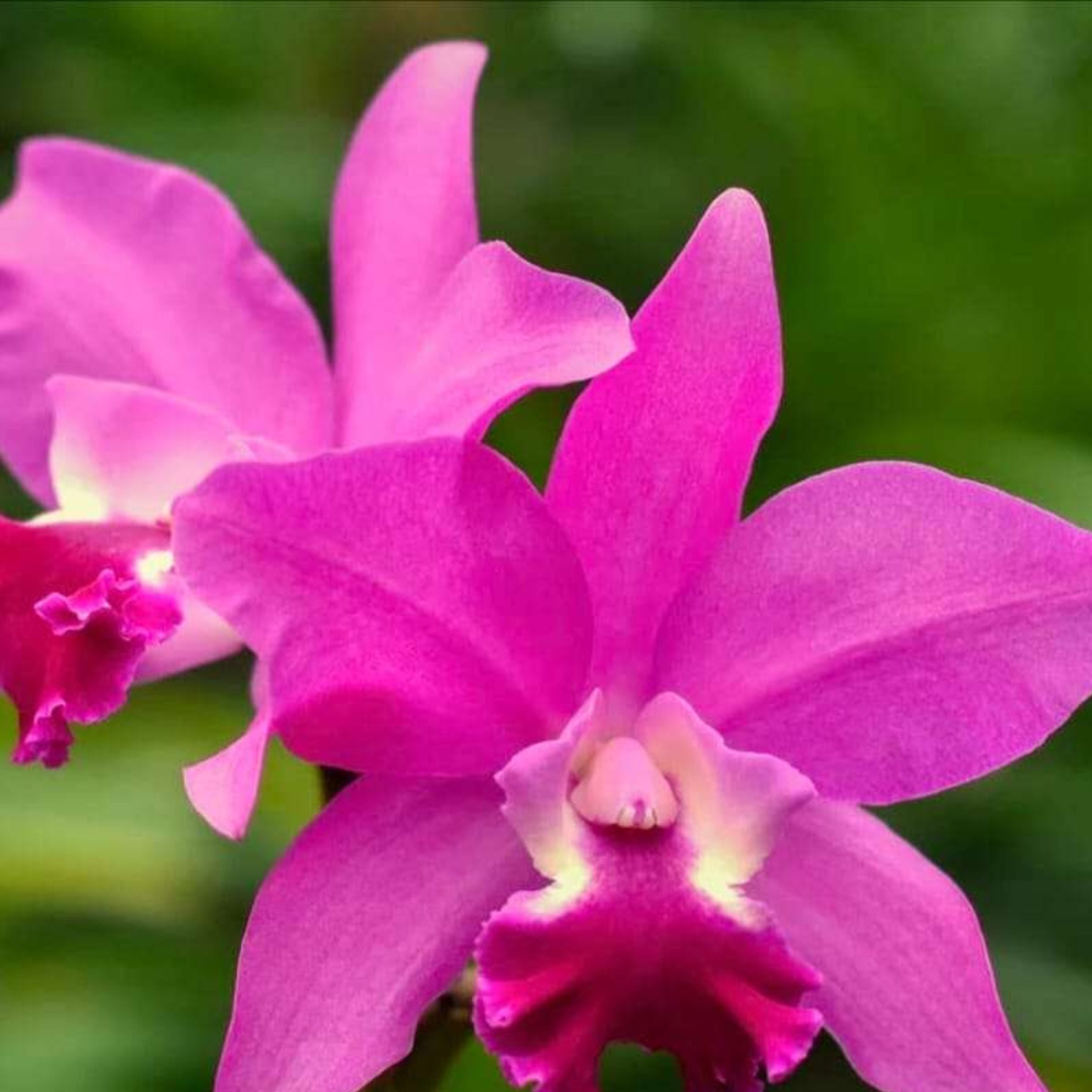 Cattleya Porcia Carnivasaro x Yen Amethyst