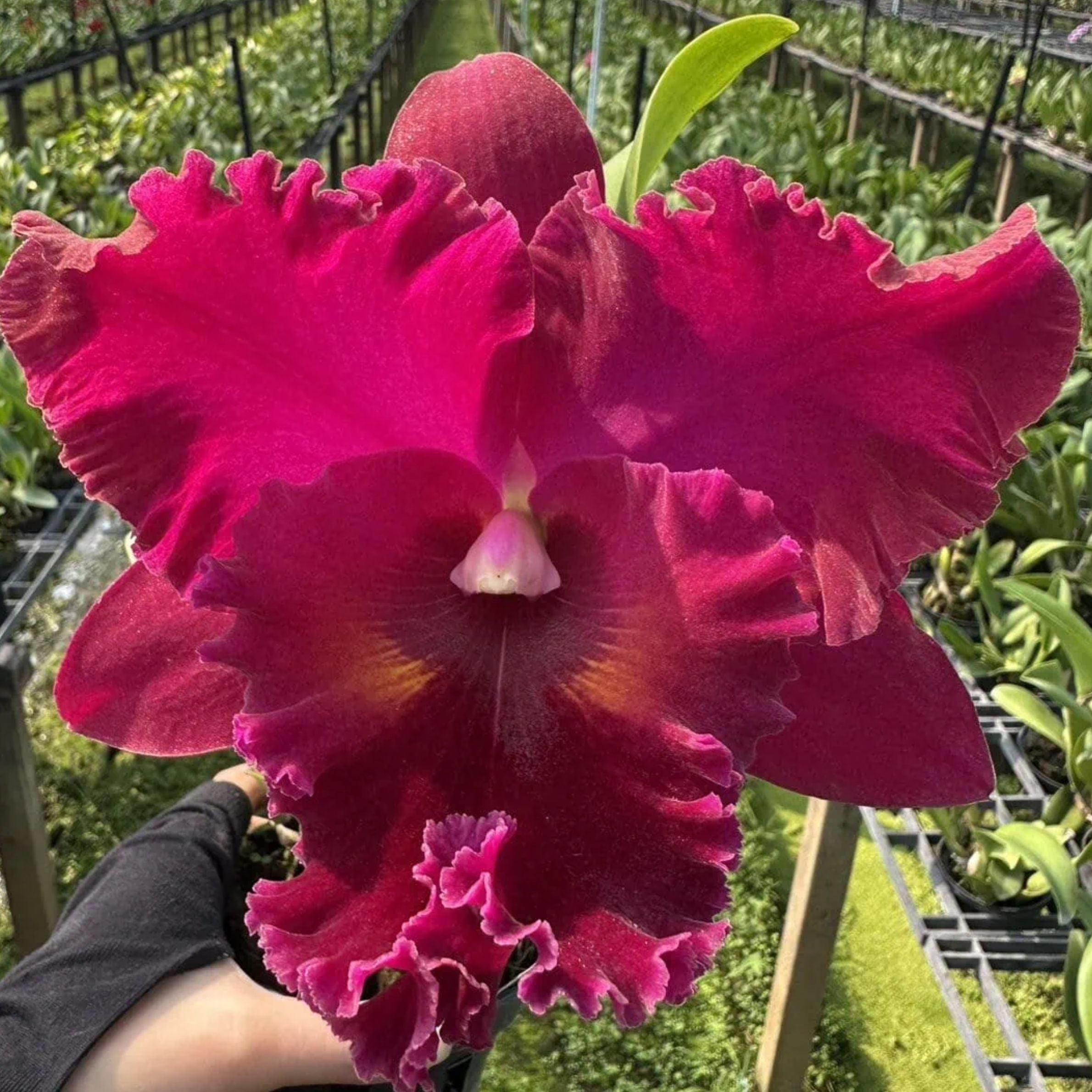 Rhyncattleanthe Krungsri Red