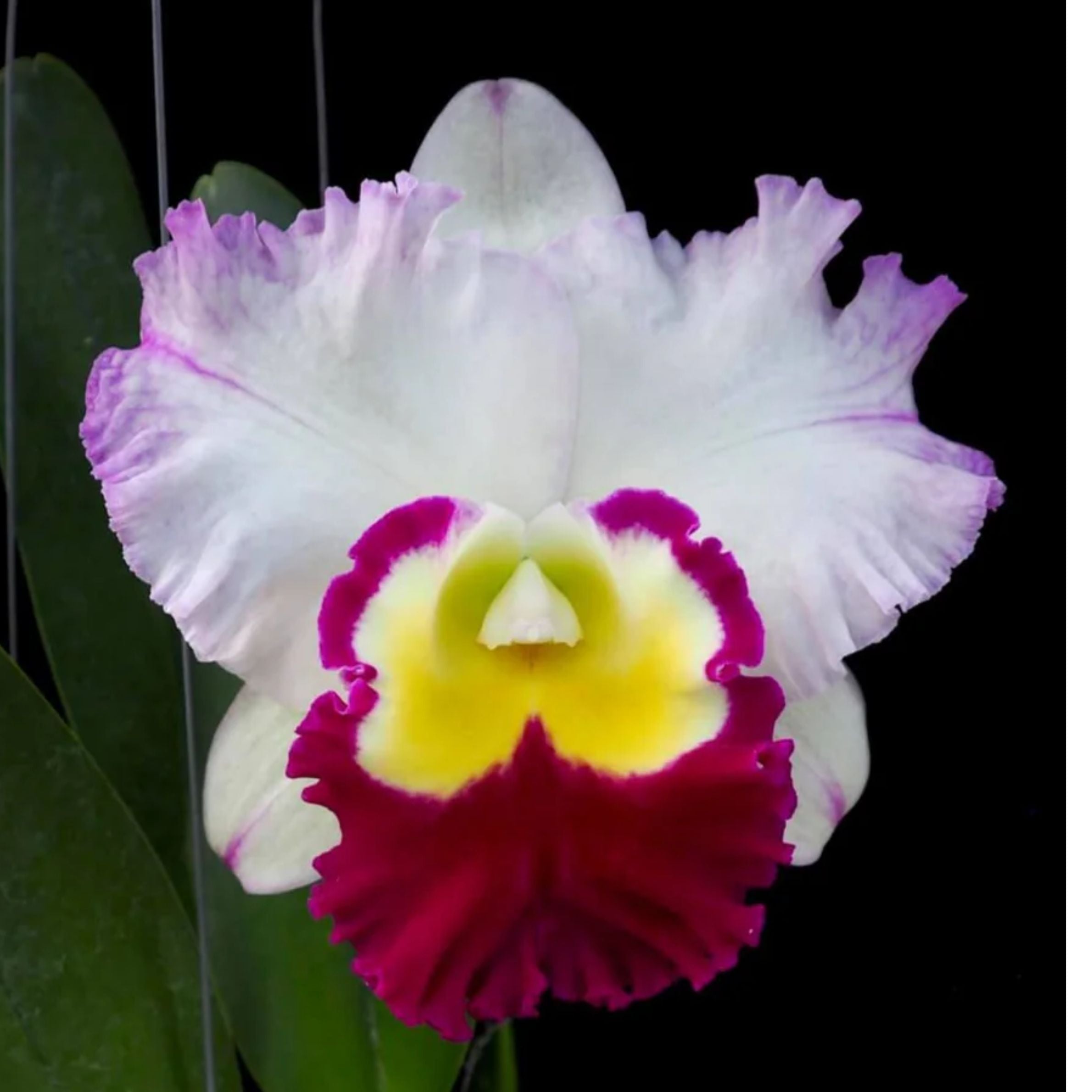 Rhyncattleanthe Ann Joy