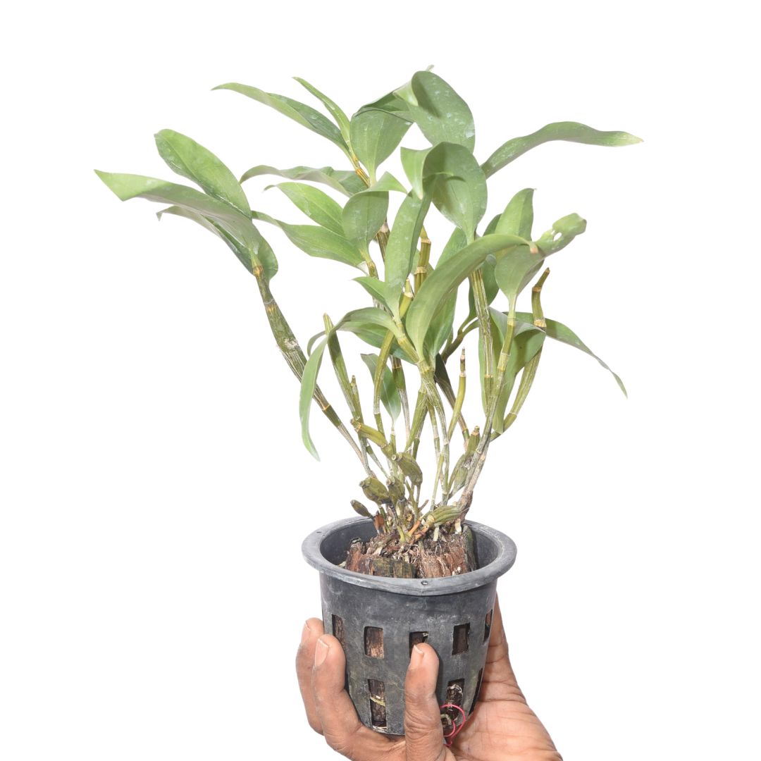 Dendrobium thyrsiflorum