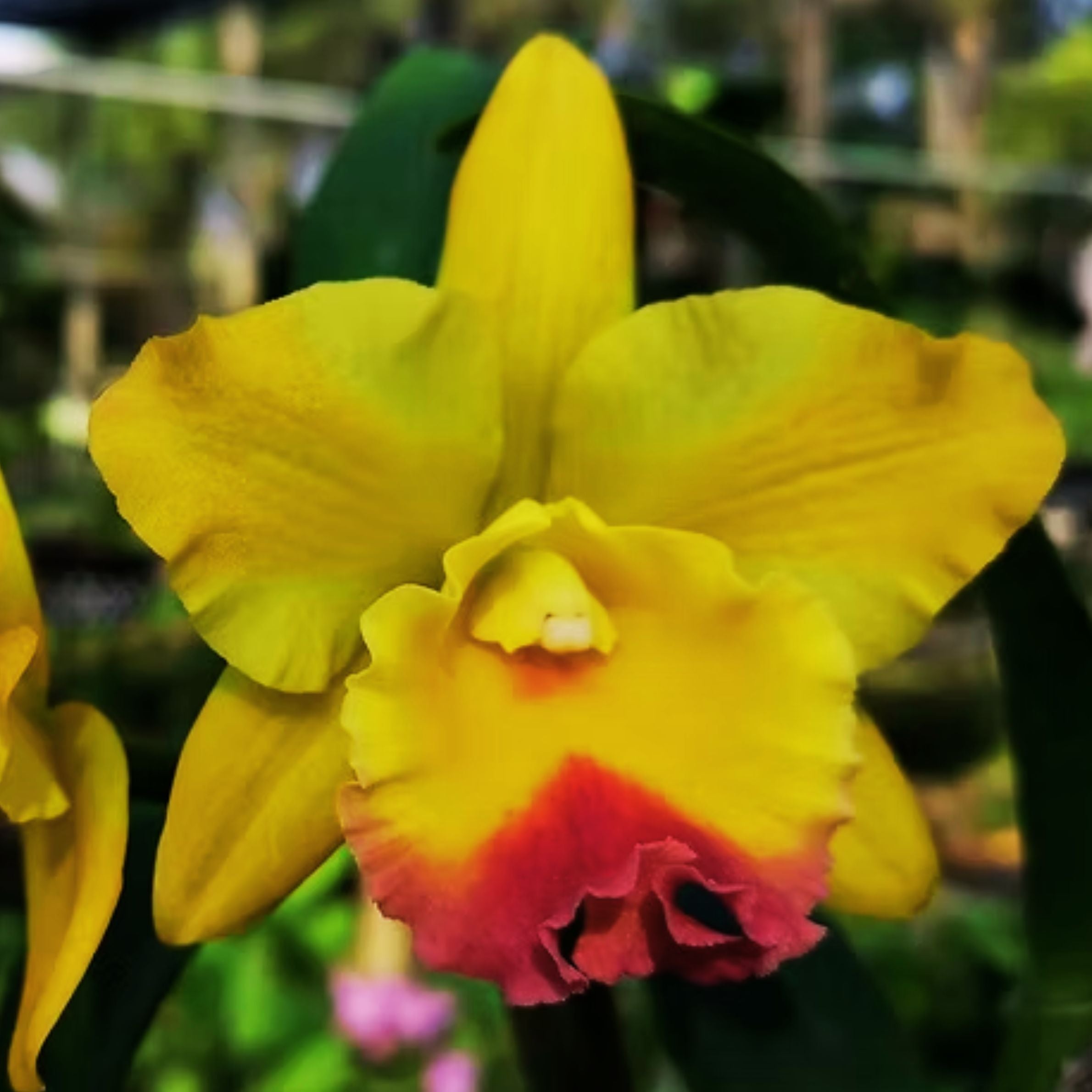 Cattleya Nell's Hammer