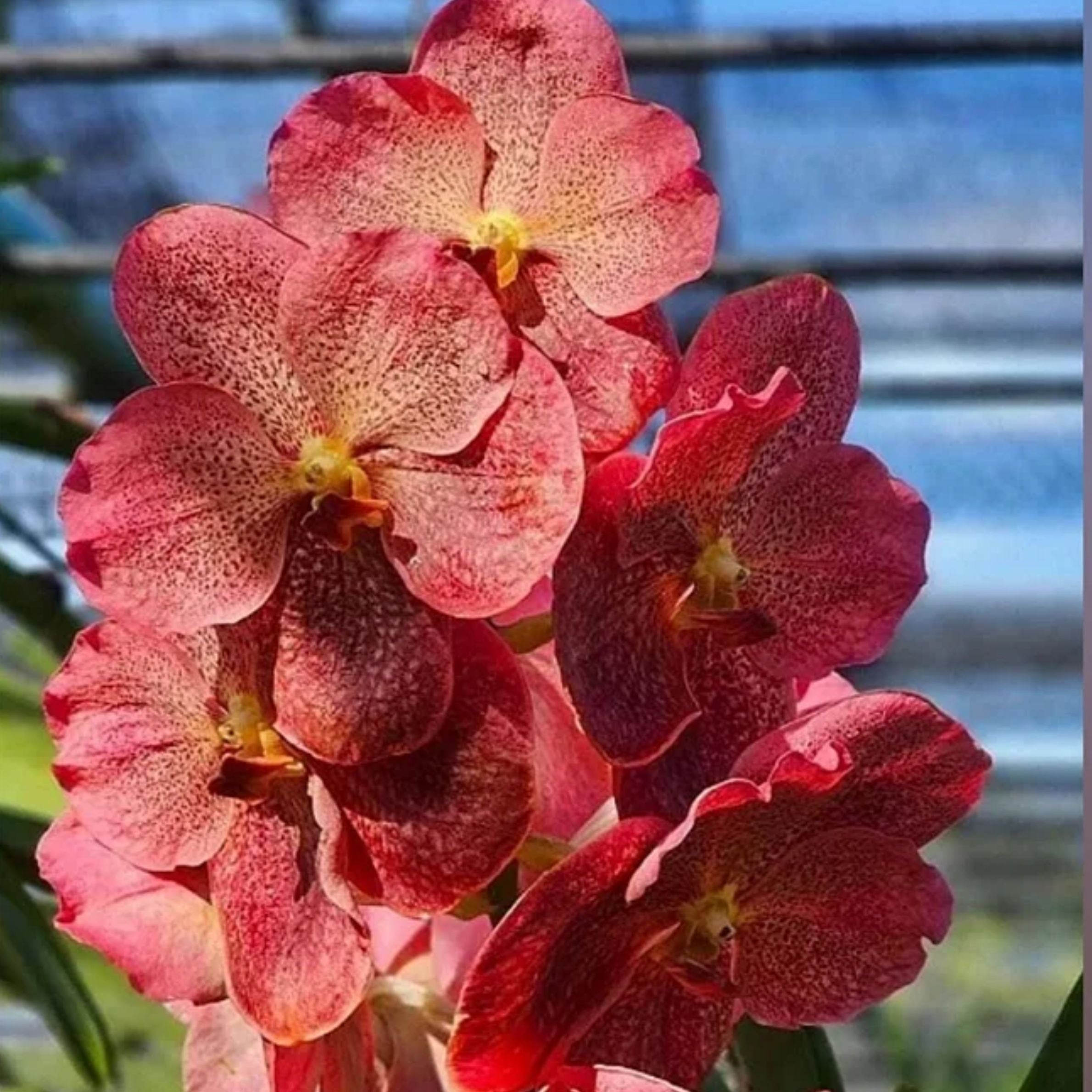 Vanda Adisak Happiness