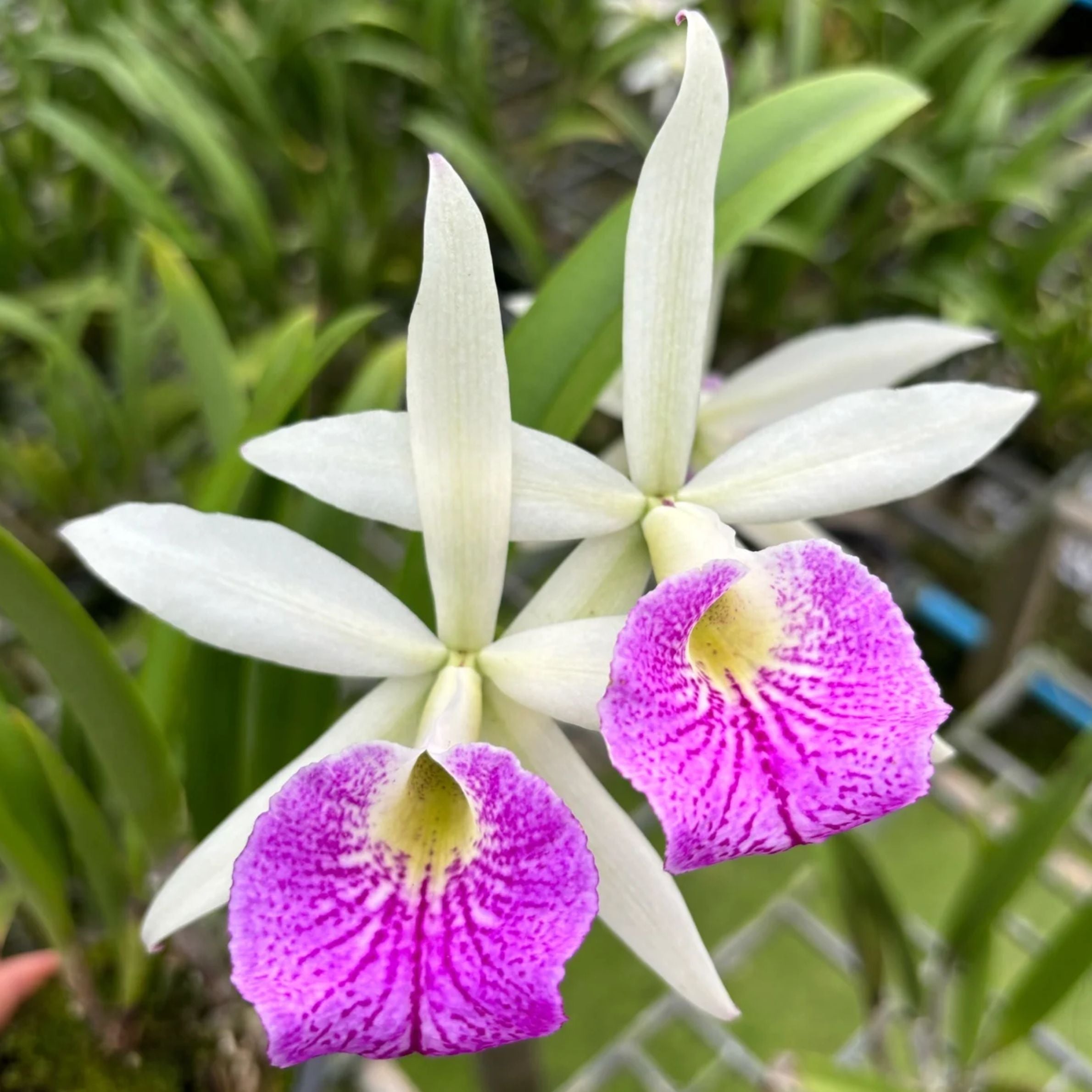 Brassocattleya Marg Putman