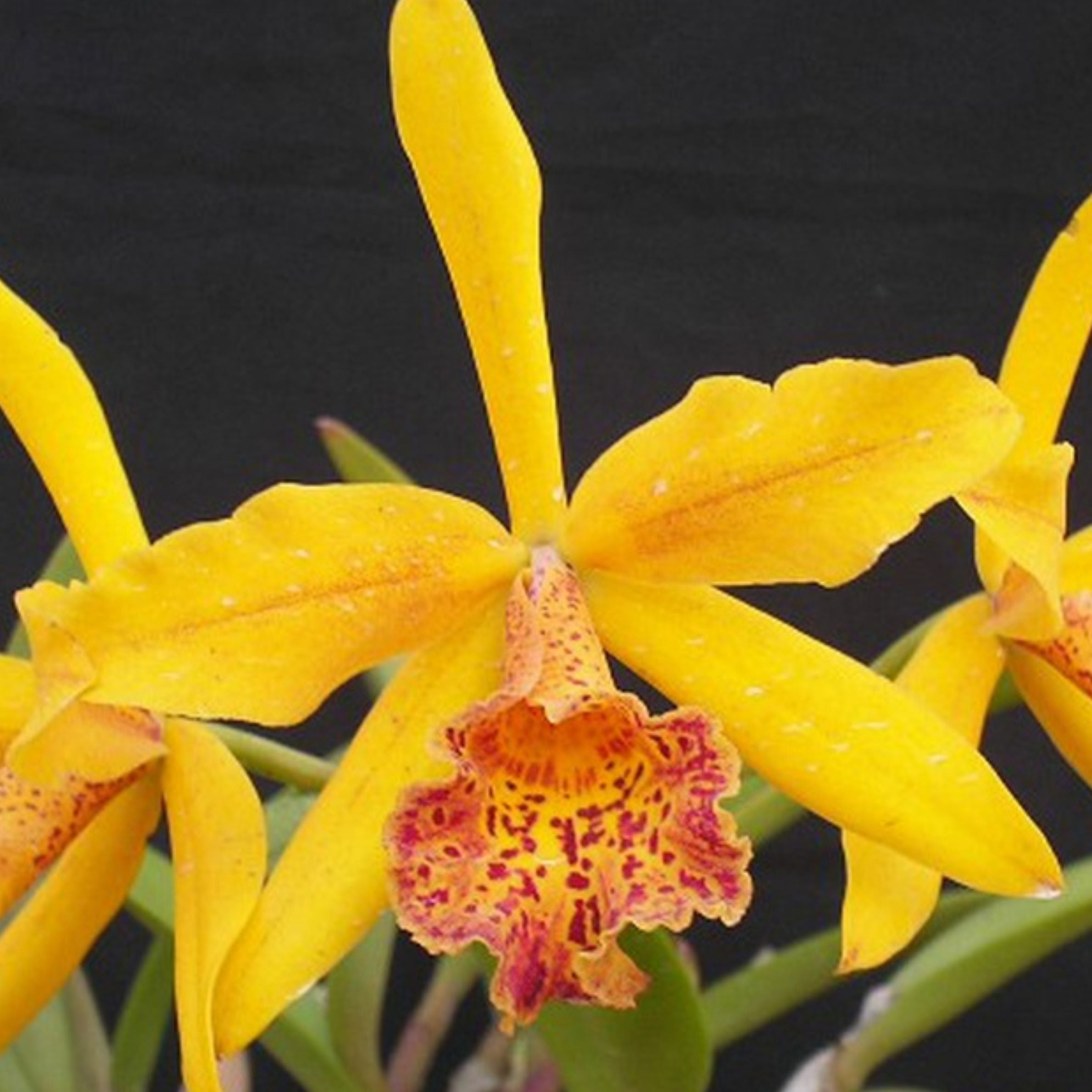 Cattleya Golden Tang