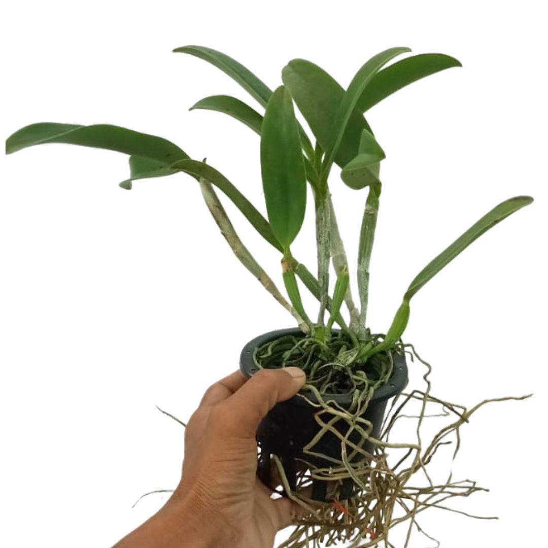 Cattlianthe Great Balls of Fire