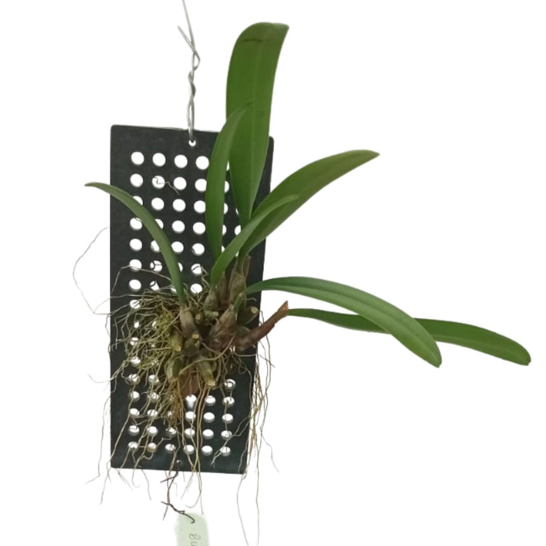 Bulbophyllum medusae