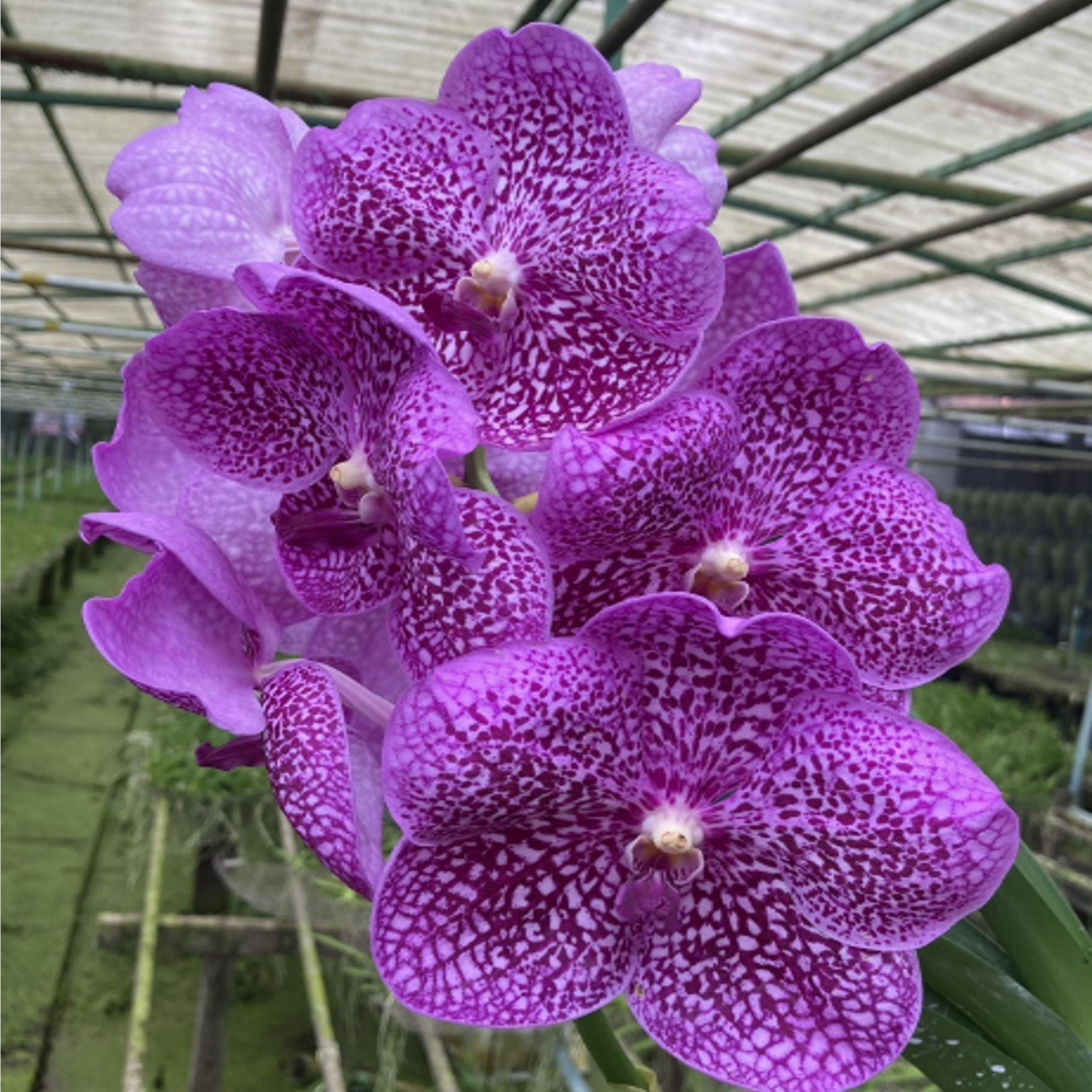 Vanda Suantaeng