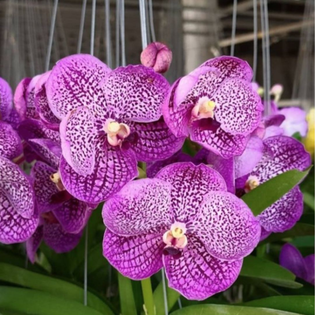 その他 S.M. Novella Vanda Suavis 50mLx2 Experience the Delicate Beauty of Vanda Somsri Blue Classice
