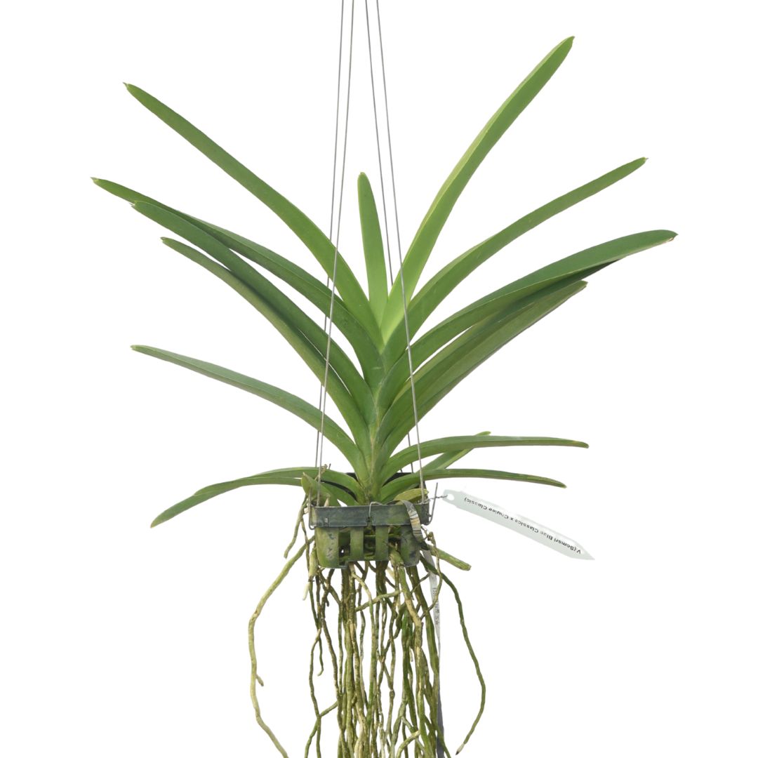 Experience the Delicate Beauty of Vanda Somsri Blue Classice