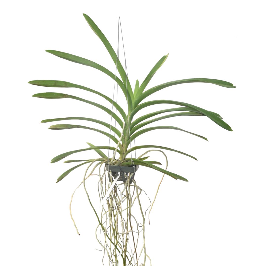 Vanda Nopporn Gold '117'
