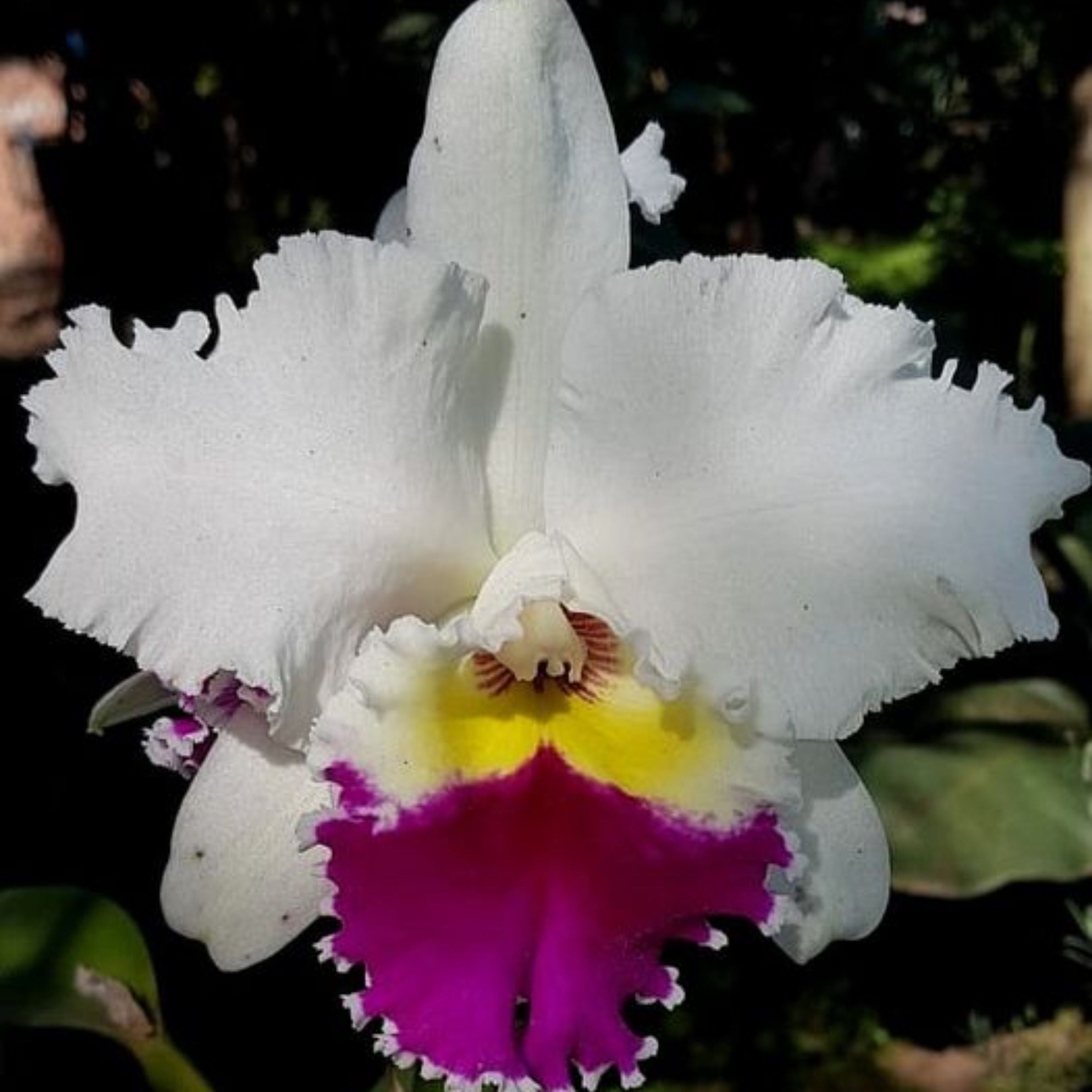Brassolaeliocattleya Chia Tzy Lass Hosai