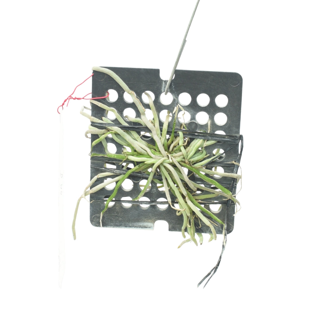 Chiloschista lunifera